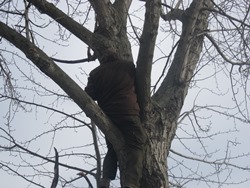 Ein Helfer im Baum